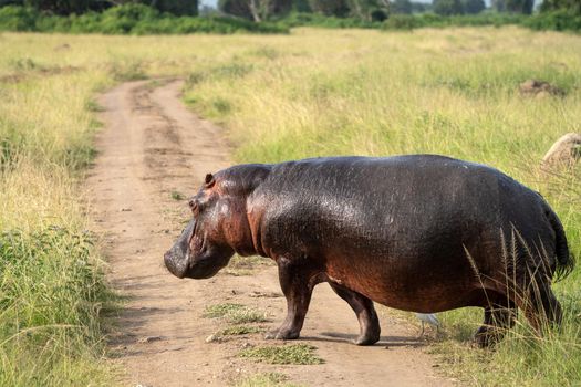 Hippo (Hippopotamus amphibius), Queen Elizabeth National Park, Uganda