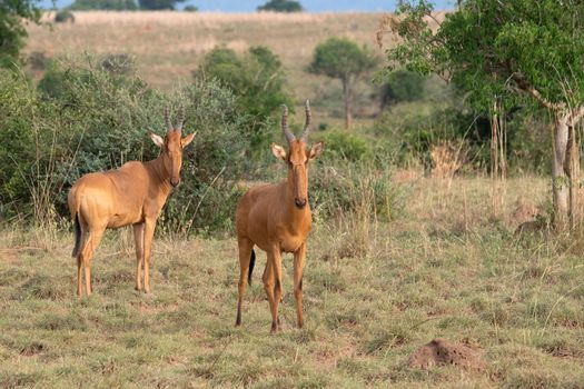 Hartebeest (Alcelaphus lelwel), Murchison Falls National Park, Uganda