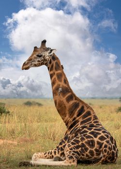 Baringo Giraffe (Giraffa camelopardalis), Murchison Falls National Park, Uganda