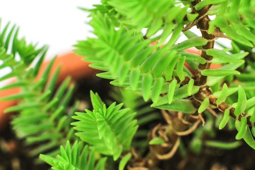 Beautiful Crassula Muscosa plant in the garden under the sun