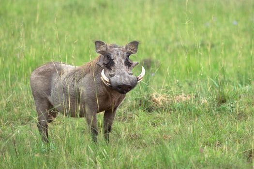 Warthog (Phacochoerus africanus), National Parks of Uganda