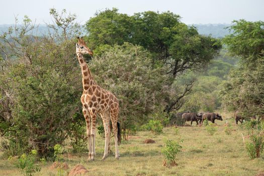Baringo Giraffe (Giraffa camelopardalis), Murchison Falls National Park, Uganda