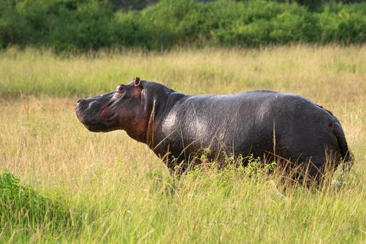 Hippo (Hippopotamus amphibius), Queen Elizabeth National Park, Uganda