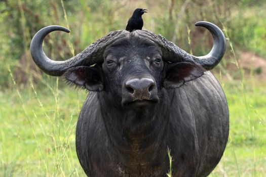 African buffalo (Syncerus caffer), National Parks of Uganda