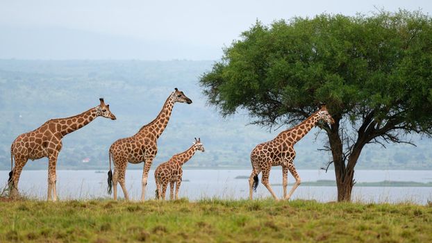 Baringo Giraffe (Giraffa camelopardalis), National Parks of Uganda