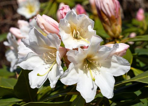Rhododendron Hybrid Dufthecke (Rhododendron hybrid), close up of the flower head