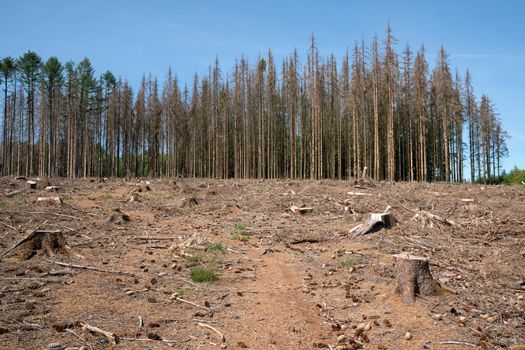 Panoramic image of dead forest, forest dieback in North Rhine Westphalia, Germany 