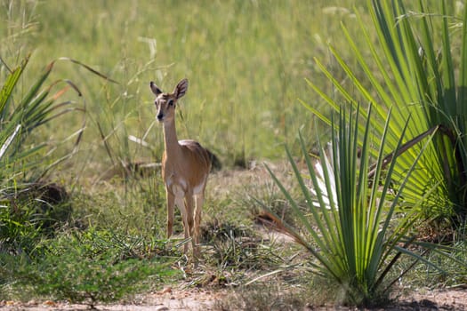 Oribi (Ourebia Ourebi), Murchison Falls National Park, Uganda