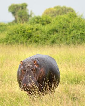 Hippo (Hippopotamus amphibius), Queen Elizabeth National Park, Uganda