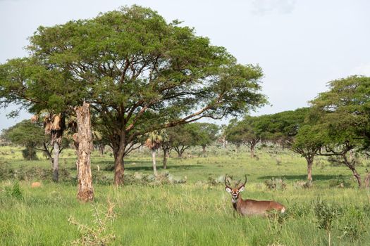 Defassa Waterbuck (Kobus defassa), Murchison Falls National Park, Uganda