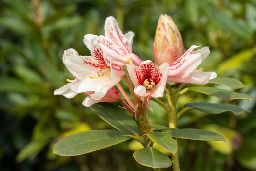 Rhododendron Hybrid (Rhododendron hybrid), close up of the flower head