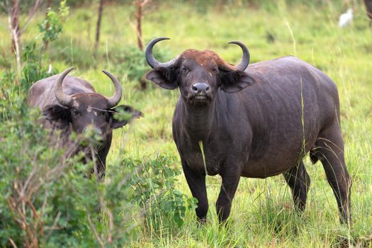 African buffalo (Syncerus caffer), National Parks of Uganda