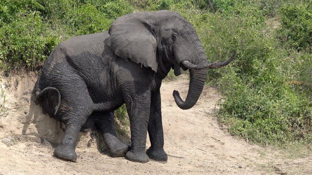 African elephant (Loxodonta africana), Kazinga Channel, Uganda