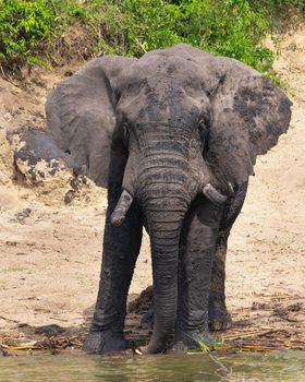 African elephant (Loxodonta africana), Kazinga Channel, Uganda