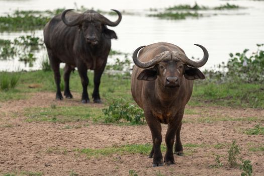 African buffalo (Syncerus caffer), Murchison Falls National Park, Uganda