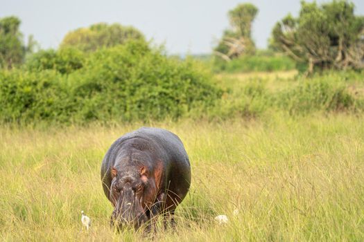 Hippo (Hippopotamus amphibius), Queen Elizabeth National Park, Uganda