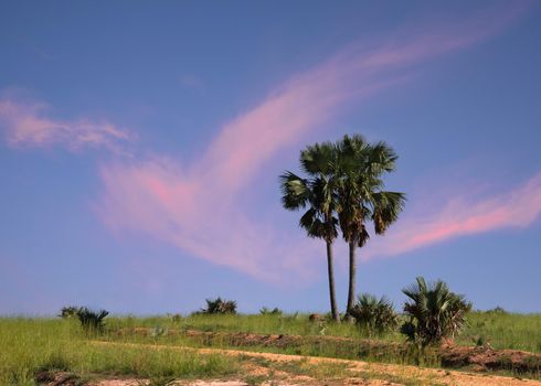 Panoramic scenic view into the landscape of Murchison Falls National Park, Uganda