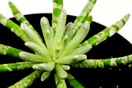 Beautiful Senecio Scaposus plant in the garden. Macro photography