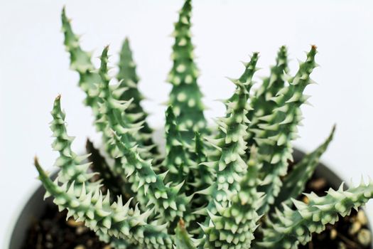 Beautiful Aloe Humilis plant on white background
