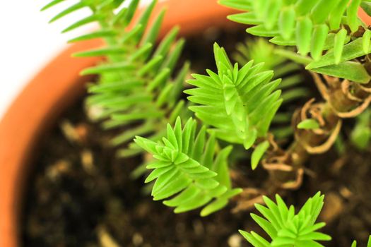 Beautiful Crassula Muscosa plant in the garden under the sun