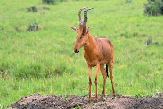 Hartebeest (Alcelaphus lelwel), Murchison Falls National Park, Uganda