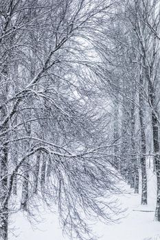 Snowing landscape, winter holiday concept - Fairytale fluffy snow-covered trees branches, nature scenery with white snow and cold weather. Snowfall in winter park. Soft focus