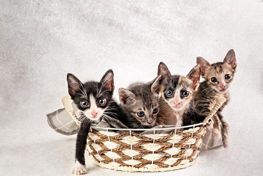 Cute kitten cat sitting inside wooden basket