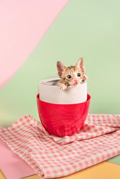 Cute kitten sitting inside cup on green and pink background