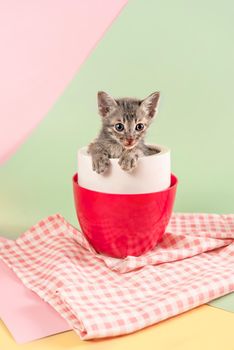 Cute kitten sitting inside cup on green and pink background