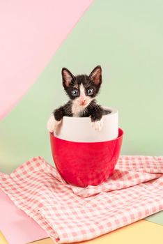 Cute kitten sitting inside cup on green and pink background