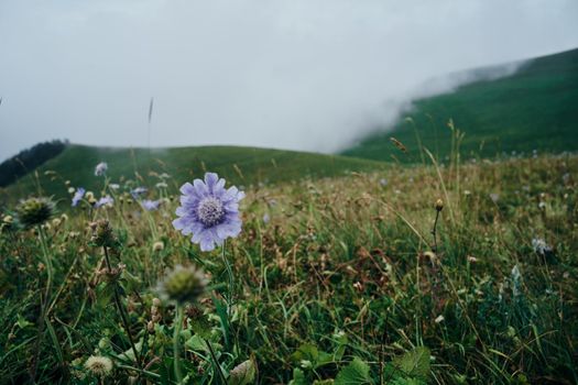 Field flowers mountains travel adventure nature. High quality photo