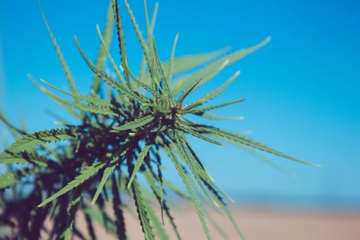 Cannabis leaves close up. Green cannabis tree. Farming field of technical hemp. Leaves on the plantation.