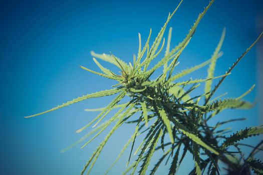 Cannabis leaves close up. Green cannabis tree. Farming field of technical hemp. Leaves on the plantation.