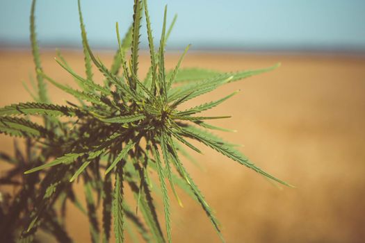 Cannabis leaves close up. Green cannabis tree. Farming field of technical hemp. Leaves on the plantation.