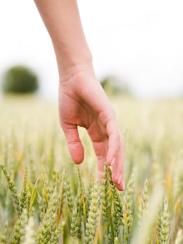 woman touching wheat with its hand close up. High resolution photo