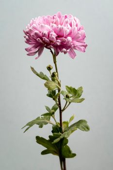 beautiful blooming pink flower. High resolution photo