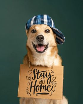 cute dog with hat holding banner. High resolution photo