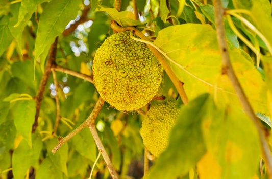 Bright  fruits of osage orange tree , maclura pomifera or horse apple or hedge apple ,roughly spherical  yellow fruits