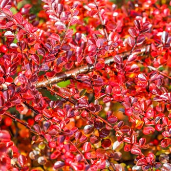 Many red fruits on the branches of a cotoneaster horizontalis bush in the garden in autumn. Natural background