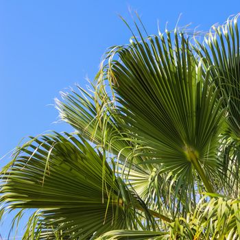 Palm leaves on blue sky background in summertime. Summer holiday and tropical nature concept.