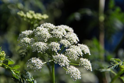 flowering hemlock plant in summer in the garden