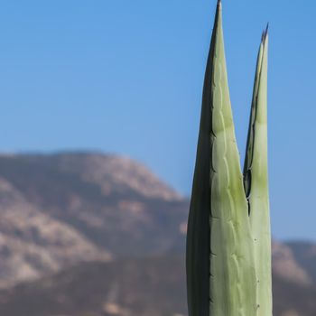 Two sharp agave leaves on a background of mountains and blue sky. Space for your text. High quality photo