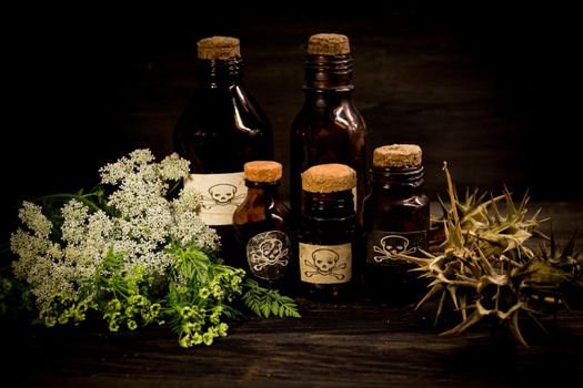 poison bottles, hemlock flowers and burundanga seeds. poisonous herbs concept