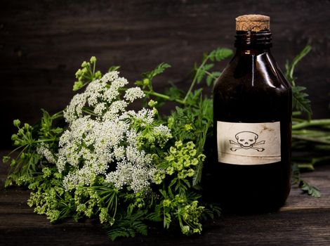 Bouquet of hemlock flowers with a vial of poison. Toxic herbs concept