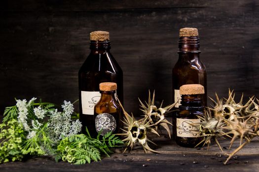 poison bottles, hemlock flowers and burundanga seeds. poisonous herbs concept