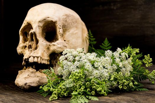 A bouquet of hemlock flowers with a human skull. Poisoning death concept