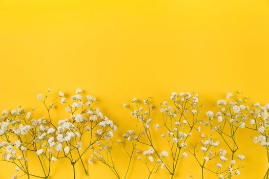 white baby breath s flower yellow background. High resolution photo