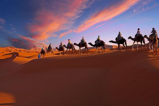 Camel caravan going through the Sahara desert in Morocco at sunset