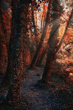 A path between trees in autumn at sunset. Sunbeams, solitary, ivy, vertical