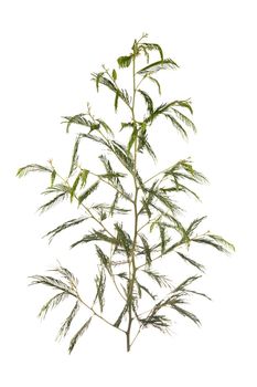 Branch of Acacia dealbata, isolated on white background.